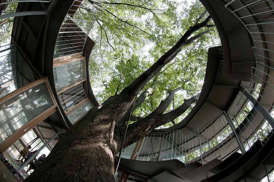 kindergarten-around-tree-zelkova-fuji-tezuka-architects-33